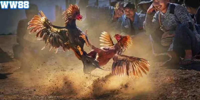 Những ưu điểm khi tham gia đá gà cần nắm rõ