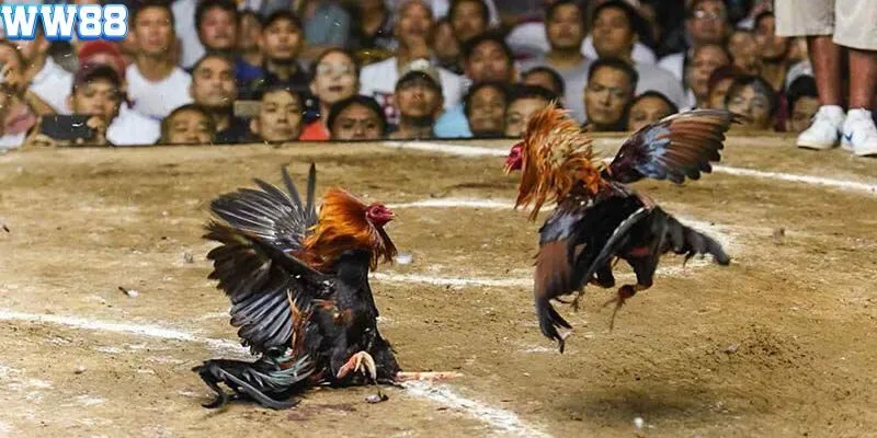 Khám phá về đá gà Campuchia