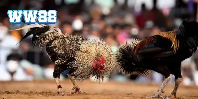 Thiên đường đá gà WW88 kịch tính