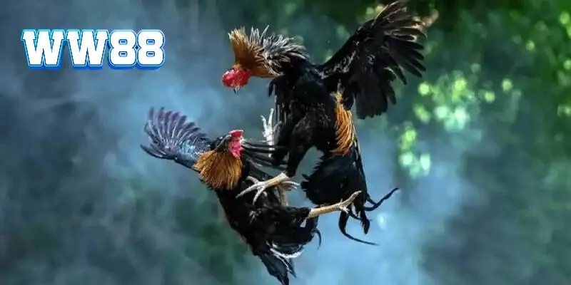 Luật chơi đá gà phải nắm trên kênh