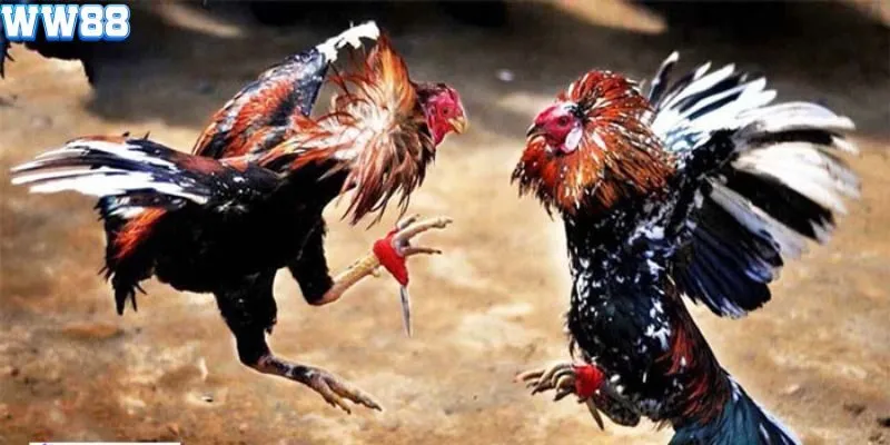 Kinh nghiệm đánh bạc trong trực tiếp đá gà Thomo
