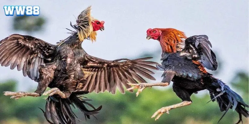 Tìm hiểu về trực tiếp đá gà Thomo